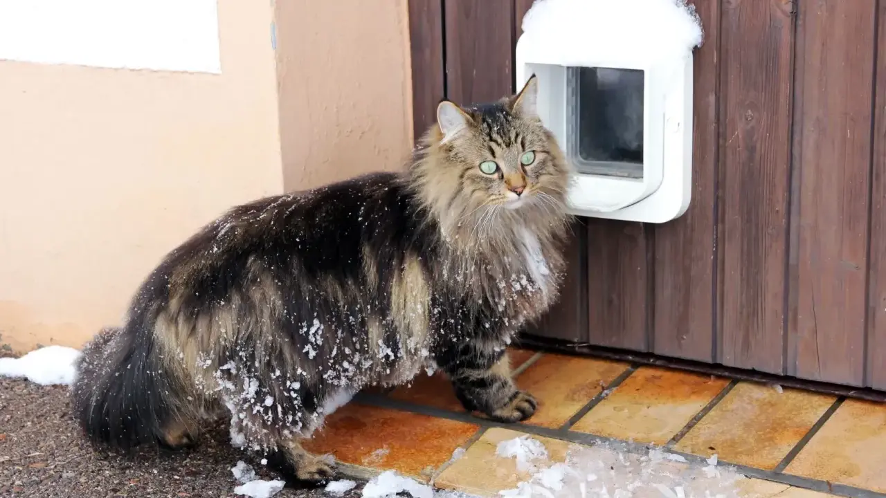 Langhaarkatze mit Schneeflocken im Fell steht vor einer Katzenklappe, die in eine Holztür eingebaut wurde.
