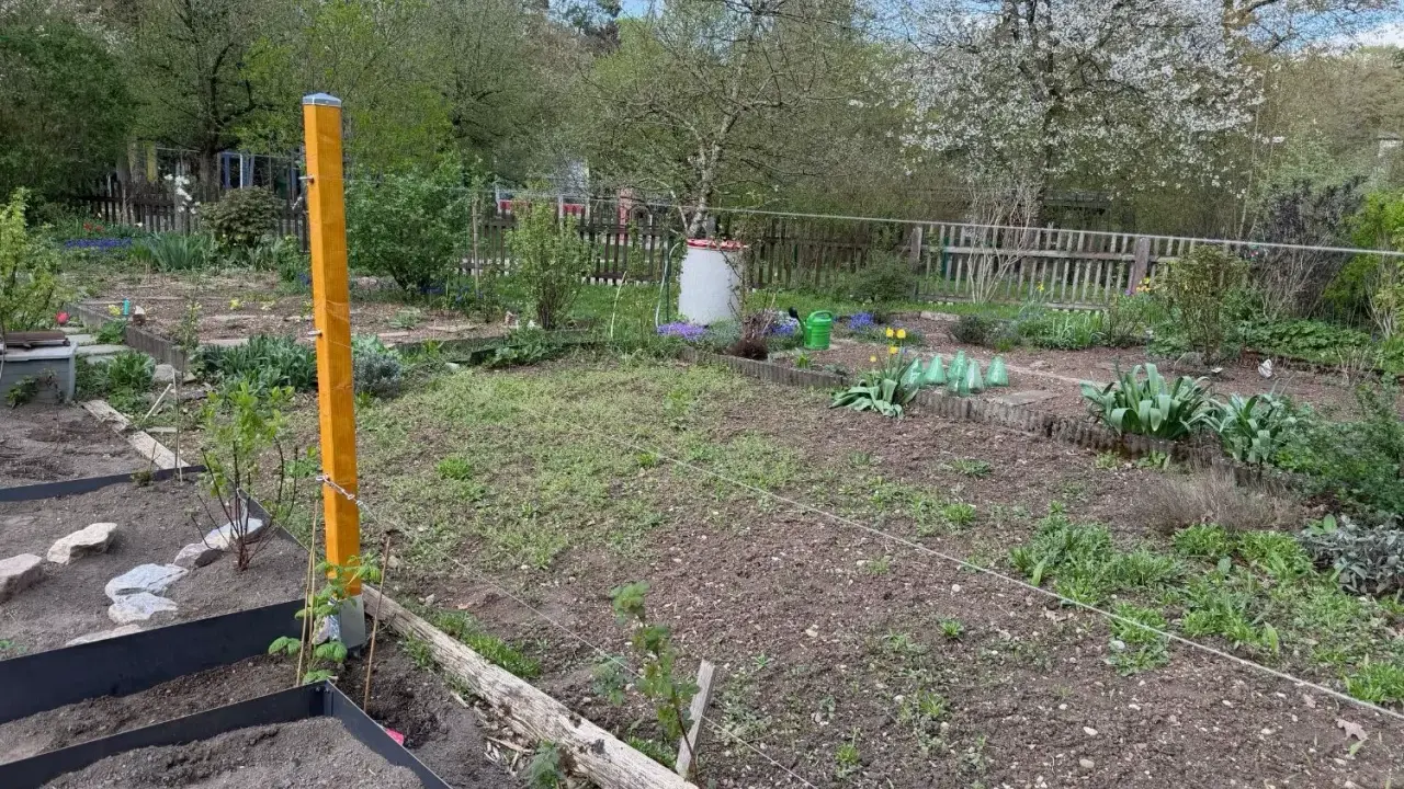 Ein Garten mit Beeten und einem provisorischen, freistehenden Rankgitter selber machen. Ein gelber Holzpfosten stützt Drahtseile für Pflanzen.