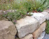 Eine rustikale natursteinmauer garten mit blühendem Thymian und verschiedenen Gräsern.