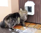 Langhaarkatze mit Schneeflocken im Fell steht vor einer Katzenklappe, die in eine Holztür eingebaut wurde.