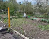 Ein Garten mit Beeten und einem provisorischen, freistehenden Rankgitter selber machen. Ein gelber Holzpfosten stützt Drahtseile für Pflanzen.