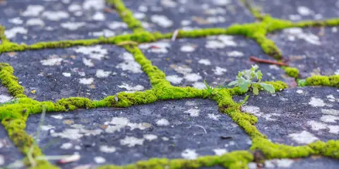 Moos entfernen pflaster essig: Moos wächst in den Fugen von Pflastersteinen. Ein Hausmittel wie Essig könnte helfen.
