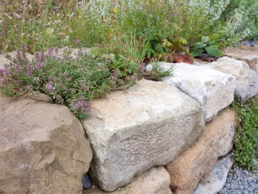 Eine rustikale natursteinmauer garten mit blühendem Thymian und verschiedenen Gräsern.
